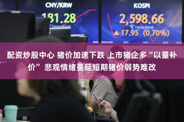 配资炒股中心 猪价加速下跌 上市猪企多“以量补价” 悲观情绪蔓延短期猪价弱势难改